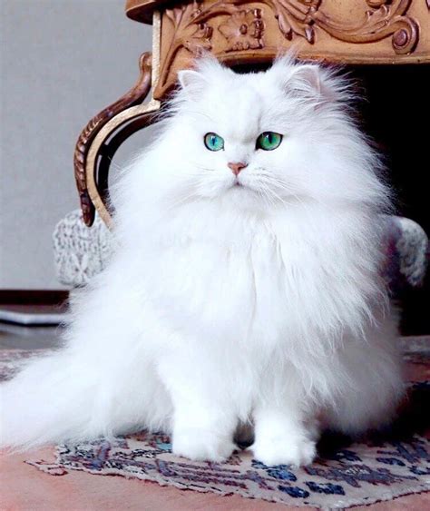 beautiful persian cat picture wallpaperscom