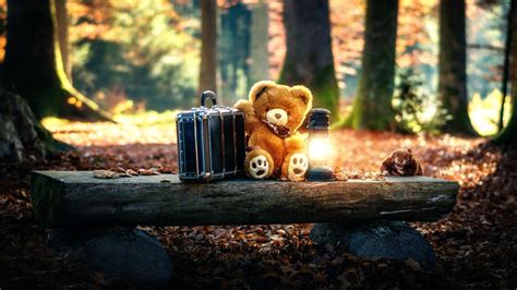 teddy bears cute   forest laptop full hd p hd