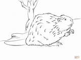 Beaver Coloring Pages Printable Color Drawing Dot Drawings sketch template