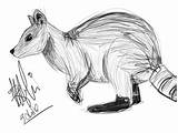 Wallaby Rock Coloring Designlooter 605px 86kb Drawings sketch template