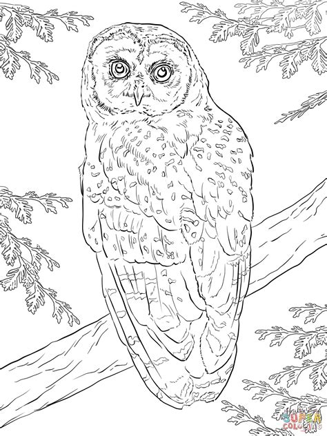 northern spotted owl coloring page  printable coloring pages