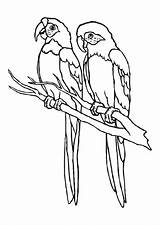 Parrot Coloring Pages sketch template