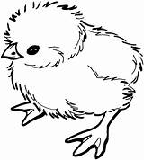 Pollito Chick Chicks Imprimir sketch template