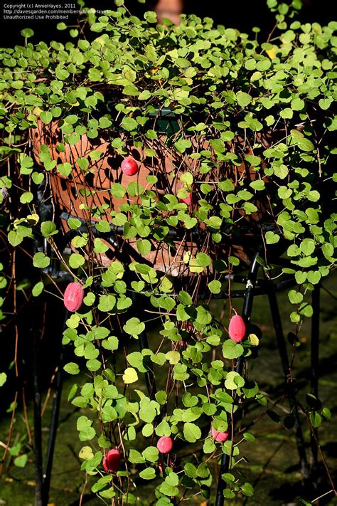plantfiles pictures fuchsia species creeping fuchsia trailing fuchsia fuchsia procumbens