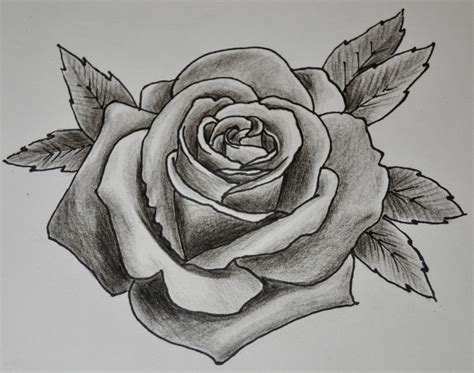 shaded rose drawing  paintingvalleycom explore collection