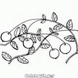 Cranberries Ribes Pianta sketch template