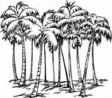 Coqueiros Tudodesenhos Coconut Palm Palms sketch template
