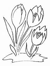 Crocus Pages Coloring Flower Color Ausmalen Ausmalbilder Supercoloring Recommended sketch template