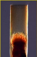 Afbeeldingsresultaten voor "undella Hyalina". Grootte: 119 x 185. Bron: www.marinespecies.org