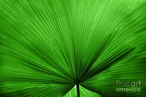 big green leaf photograph  natalie kinnear