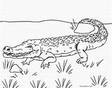 Alligator Coloring Pages Kids Printable Cool2bkids sketch template