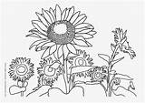 Coloring Sunflower Library Clip Clipart sketch template