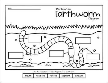 label  earthworm diagram parts   earthworm labeling life cycle booklet
