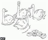 Patito Feo Colorear Cisne Feio Patinho Cresce Anatroccolo Brutto Duckling Colorearjunior Creciendo Desenho Zwanen Cigno Lelijke Eendje Pato Convirtiendo sketch template