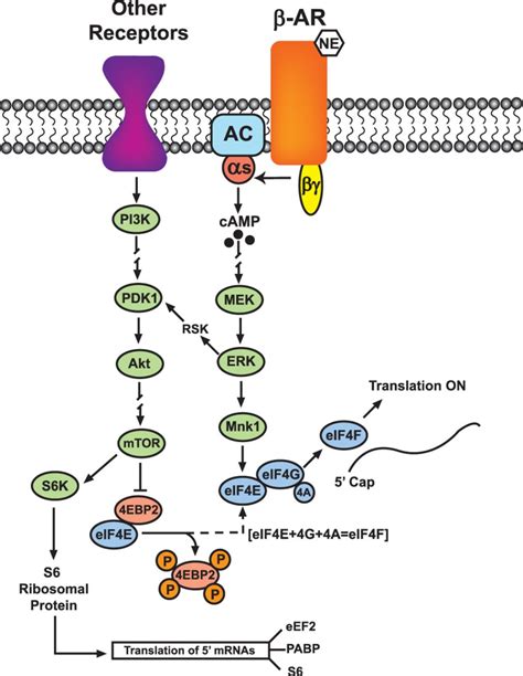adrenergic receptor signaling  modulation  long term