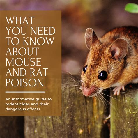 rat  mouse poison discount shopping save  jlcatjgobmx