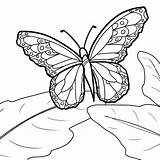 Cycle Drawing Getdrawings Caterpillar Monarch Coloring Life sketch template