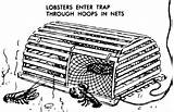 Lobster Maine Traps Lobsteranywhere sketch template