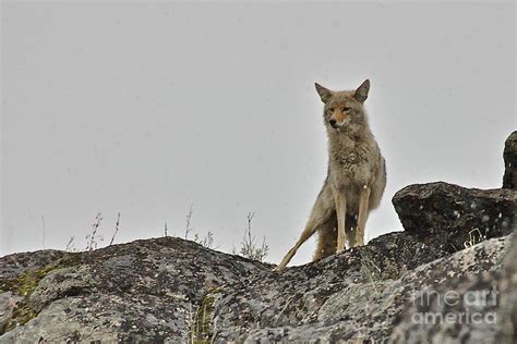 coyote  guard photograph  thomas major fine art america