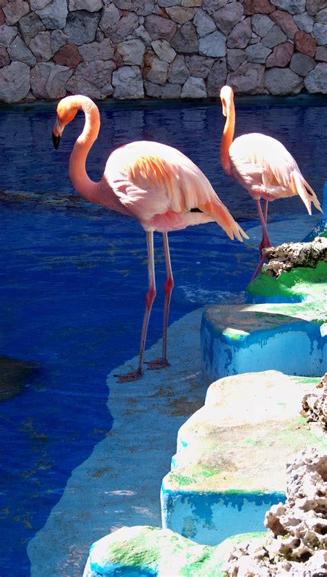flamingo dancers curacao flamingo art
