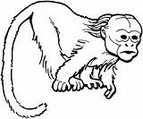 Monkey Coloring Pages Uakari Colouring Drawing Printable Sheet Monkeys Color Bald Lunch Curious Box Writing 1000 Funny Getdrawings Swinging Clipartmag sketch template
