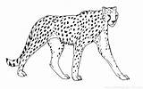 Cheetah Coloring Pages Printable Big Cat Drawing Outline Color Face Animals Coloriage Sheet Guepard Colouring Imprimer Getdrawings Running Animal King sketch template