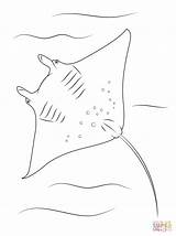 Manta Ray Coloring Pages Underside Drawing Printable Da Crafts Fish sketch template