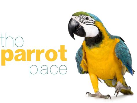 parrot logo  parrot place