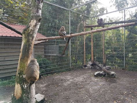 rhesus monkey enclosure zoochat