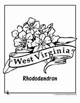 Coloring Flower Virginia West State Pages Rhododendron Drawing Indiana Wvu Wv Kids Printable Jr Flowers Template Football Book Getdrawings Woo sketch template