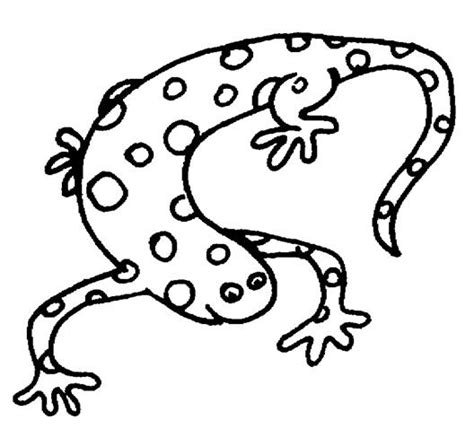 reptiles amphibians coloring pages clipart  clipart