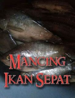 asiknya mancing ikan sepat siem siam  mutiara angler fishing