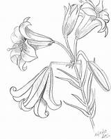 Lily Tiger Coloring Pages Drawing Flower Drawings Stargazer Outline Imagixs Lilies Royal Doodles Line Flowers Lilly Clipart Cliparts Getcolorings Tattoo sketch template