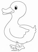 Duck Pato Patos Pintar Animalitos Patito Coloringpage Plantillas Ninos Canard Decorar Bordar Zeichnen Patitos Tiervorlagen Granja Tierbilder Ausmalen Silhouetten Malvorlagen sketch template