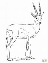 Gazelle Coloring Pages Springbok Drawing Printable Draw Thomson Supercoloring Kids Gazelles Color Print Step Animals Tutorials Animal Results Drawings Choose sketch template