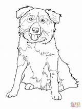 Collie Border Coloring Pages Australian Shepherd Dog Printable Drawing Print Color Stencil Puppy Line Supercoloring Dogs Collies Colors Sheets Drawings sketch template