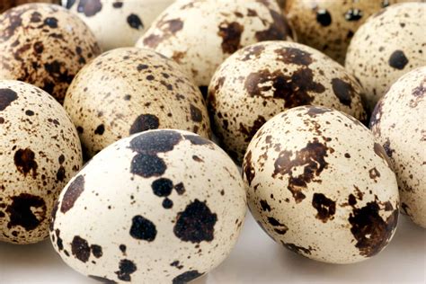 Quail Eggs Health Benefits Recipes And More Heritage Acres Market Llc