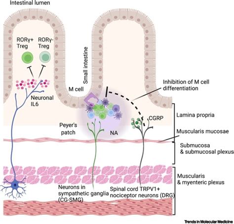 Environmental Perception And Control Of Gastrointestinal Immunity By