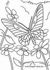 Malvorlage Schmetterling Ausmalbilder Schmetterlinge Großformat Grafik sketch template