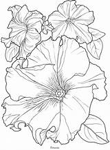 Petunia Petunias Stencils Dover Designlooter Bordar Doverpublications Voller Blüte Malbuch Getdrawings sketch template