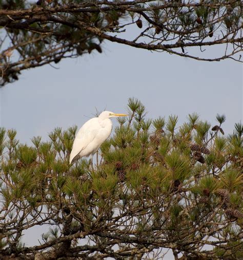 white egret stock image image  perch aviary wetland