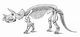 Triceratops Skeleton Rex Skelett Prorsus Ausmalbilder Bubakids Marsh 1896 Ausmalbild Pachycephalosaurus Squelette Restoration Facts Skull Reconstruction Dinosaurios Skeletons Sciencekids Ceratopsian sketch template