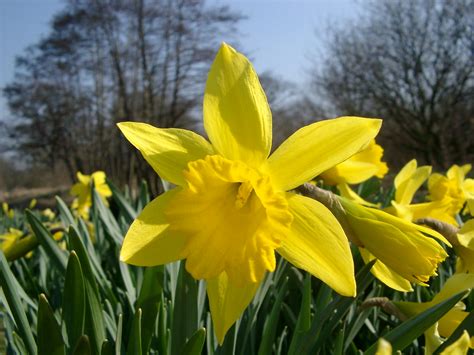 stock photo  daffodil photoeverywhere
