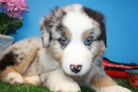 Australian Shepherd Puppies For Sale Long Island Puppies