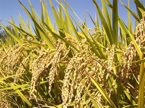 New Genetically Modified Rice Could Feed Billions