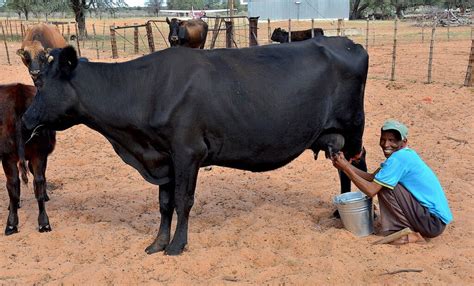 dairy farming  india  lowdown