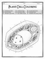 Cell Plant Coloring Teacherspayteachers Dustin Hastings Teachers Pay Credit Larger sketch template