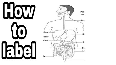 human digestive systemlabelling  kids youtube