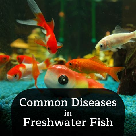 signs  ich   common freshwater fish diseases pethelpful