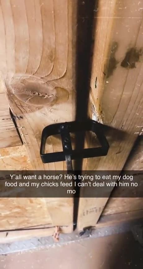 dumpert paard jat hondenvoer